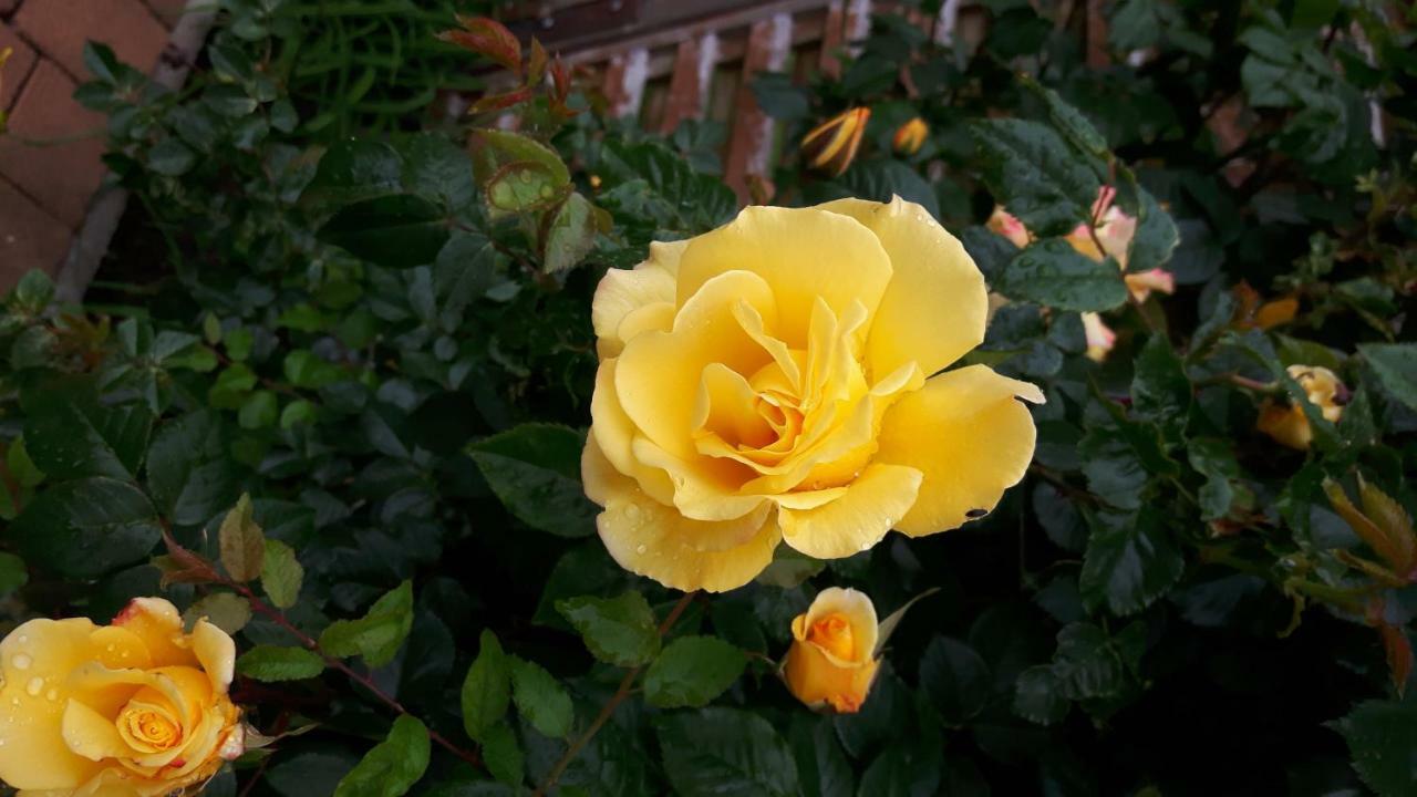 Reiterbauernhof Schoenlehenhof Mank 外观 照片
